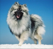 Keeshond wolf sable color