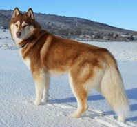 Red Coloration in dogs