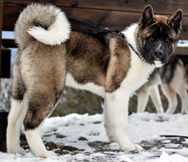 Piebald color - Akita