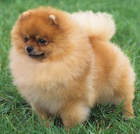 Pomeranian