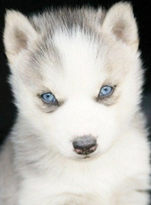 Pup-blue eyes
