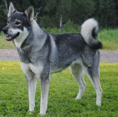 Elkhound
