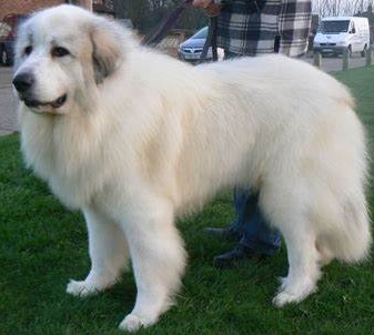Pyrean Mountain Dog